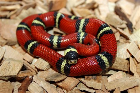 Sinaloan Milk Snake ( Lampropeltis triangulum sinaloae ).